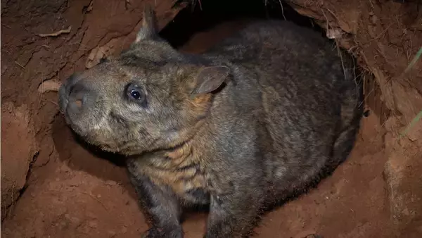 絶滅危惧種のキタケバナウォンバットの地下に広がる巨大トンネルをレーダーで解析