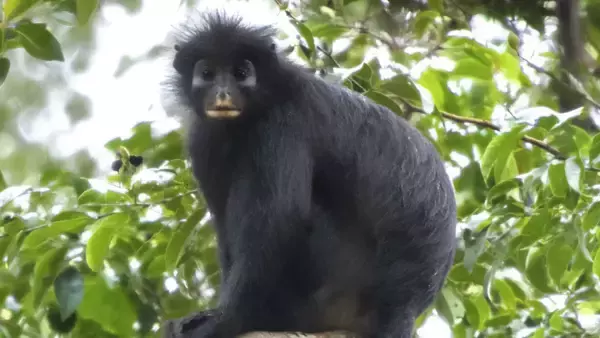 コンゴの森でオレンジ色の口をした新種のサルを発見、すでに絶滅の危機