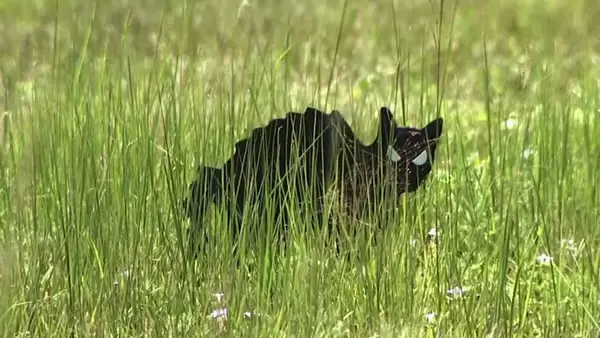 突如空き地に現れた複数のニセ黒猫の謎。その目的は？（アメリカ）