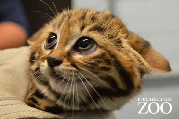 世界最小の猫種 サビイロネコ の赤ちゃんが生まれたよ イギリス 年5月7日 エキサイトニュース