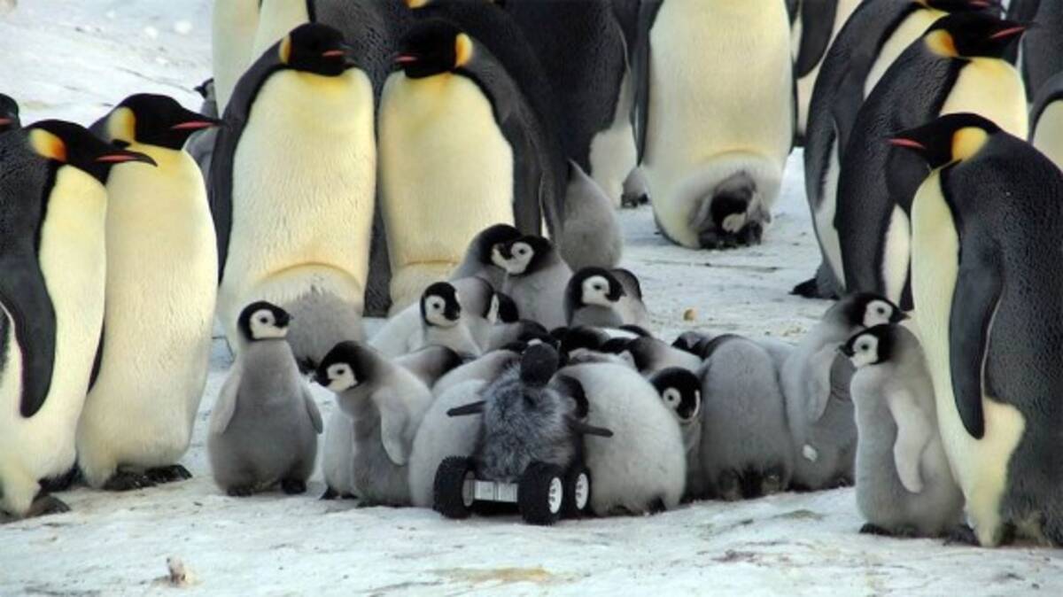 モフモフを装着し赤ちゃんペンギンに偽装したロボットがペンギンの子どもたちに取り囲まれる様子 14年11月5日 エキサイトニュース