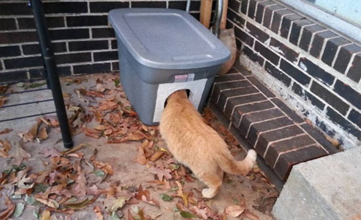 寒くなってきたので 野良猫たちが暖をとれる猫ホイホイを作ってみた まんまとかかったようだ 14年12月5日 エキサイトニュース