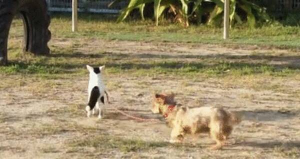 野良猫が犬の散歩に興味を持った リードをくわえて犬を散歩させる猫 14年12月16日 エキサイトニュース