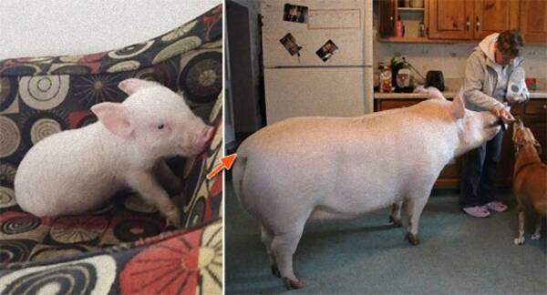 話が違うじゃないか ミニブタだと思って飼った豚が180キロを超えた でもかわいいから許す 14年12月25日 エキサイトニュース