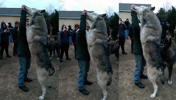 でかかわいい オオカミと犬のハイブリッド ウルフドッグ が二足立ちすると想像以上に巨大だった 15年1月2日 エキサイトニュース