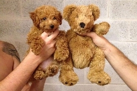 19歳なのに7歳の容姿 究極の童顔少女 苦難続きの人生に光見えた 中国 15年2月15日 エキサイトニュース