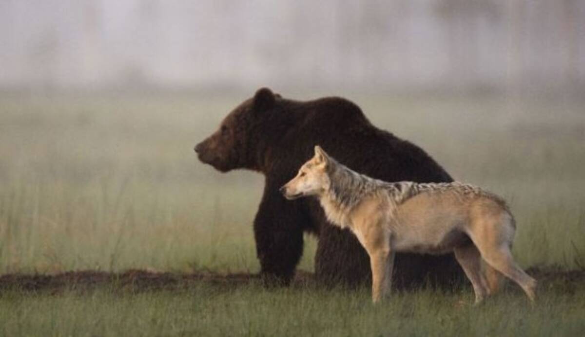 オオカミとクマが最強タッグを組んだ 共に寄り添い餌を分け合って食べるオオカミとクマのカップル 15年2月23日 エキサイトニュース