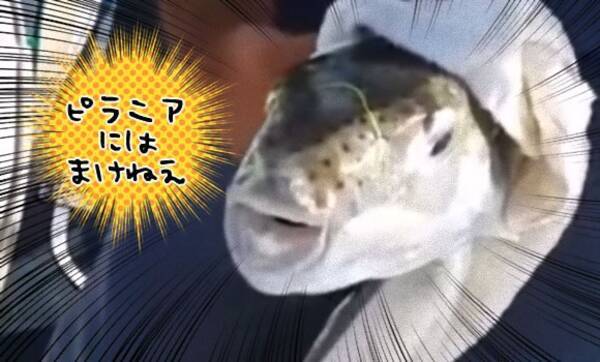 フグもハサミとしてお使いいただけるようだった ピラニアに匹敵するこの切れ味 15年2月25日 エキサイトニュース