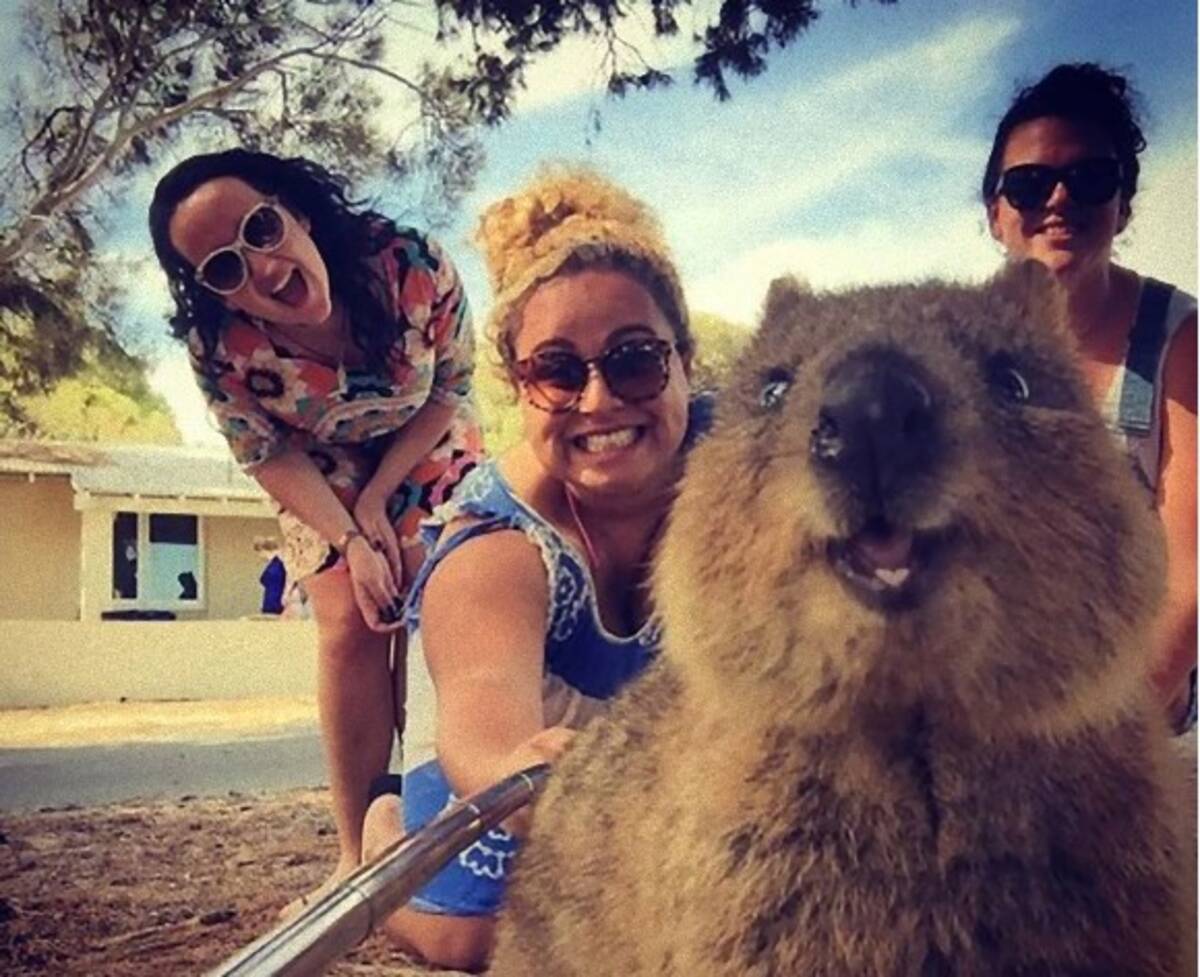 世界一幸せそうな顔したクアッカワラビーは 自撮りにも笑顔で写りこんでくれる オーストラリア 15年3月5日 エキサイトニュース