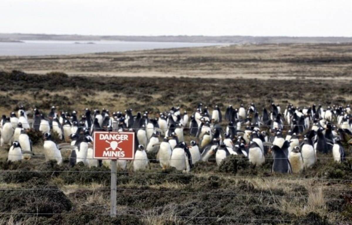 そこにはこんなドラマがあった フォークランドの地雷原に住むペンギンたちの物語 15年3月26日 エキサイトニュース
