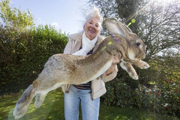 どでかっ 世界最大のウサギ ダライアスさんに最強のライバル現れる そのライバルは実の息子 ジェフさん 15年4月9日 エキサイトニュース
