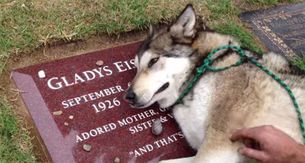 犬も本当に悲しいときには声を詰まらせて泣く 亡くなったおばあさんのお墓に寄り添い嗚咽をあげるウルフドッグ アメリカ 2015年4月11日 エキサイトニュース