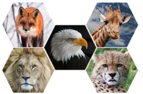 ミイラ化した動物園 人間だけではない 紛争地区の悲しい光景 ガザ地区 15年4月18日 エキサイトニュース