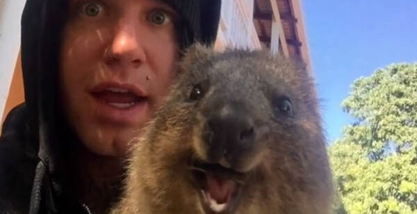 警戒心なさすぎて困る 世界一幸せそうな動物 クアッカワラビーに会いに行ってきた男性の記録映像 15年4月27日 エキサイトニュース