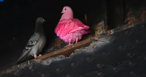 発言を逆再生すると 無意識の声 が聞こえてくる 嘘発見器として犯罪捜査にも活用された リバース スピーチ の謎 15年5月27日 エキサイトニュース