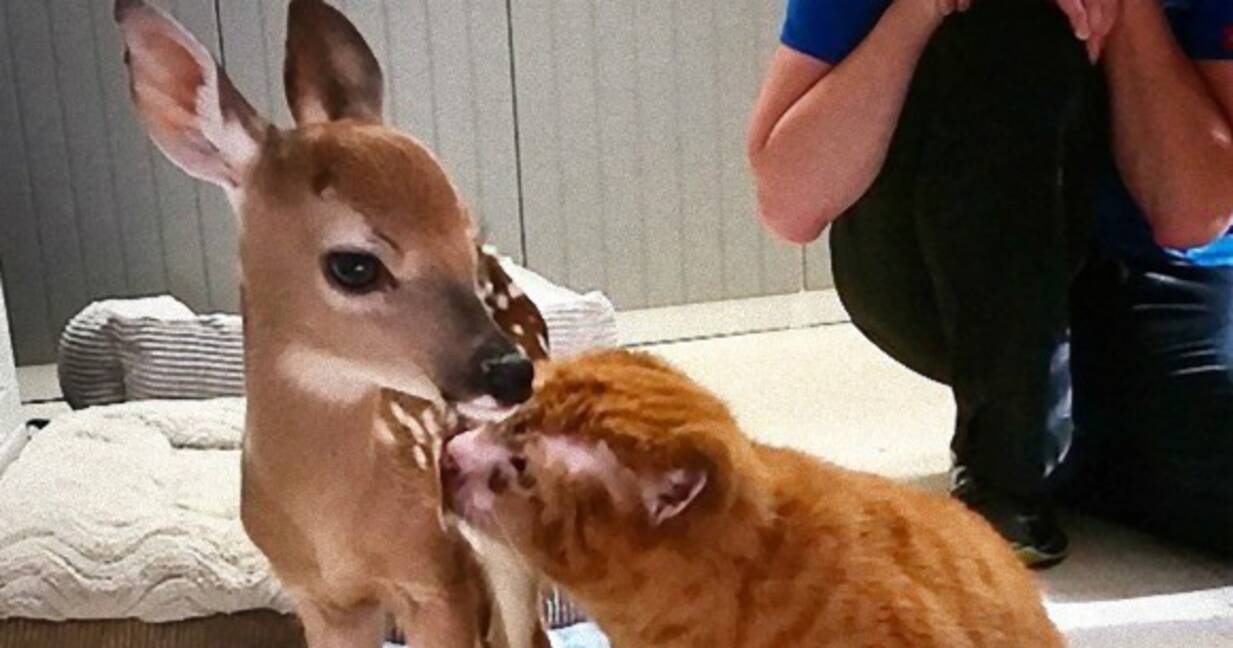 火事で酷い火傷を負った猫 奇跡的な回復を遂げた後 他の動物たちを思いやる姿に世界が感動 15年5月26日 エキサイトニュース