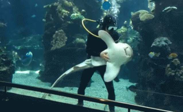 異種愛炸裂 巨大ウツボをまさかのムツゴロウ撫でするダイバーの相思相愛物語 16年5月31日 エキサイトニュース