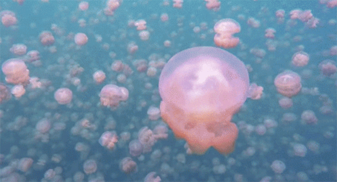 美しすぎる暗殺者 クリスタルブルーな電気クラゲ カツオノエボシ が大量漂着地獄だっちゃ オーストラリア 17年11月11日 エキサイトニュース