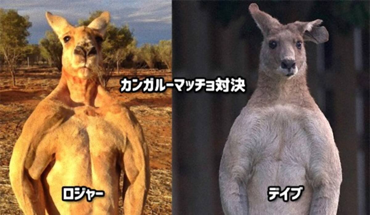 巨大カンガルーのマッチョ対決 オーストラリアの名物カンガルー デイブ と ロジャーが対戦したら 15年6月8日 エキサイトニュース