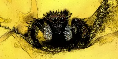 ハリーポッターに出てくる帽子そっくりのクモが発見される 名前もグリフィンドーリに インド 蜘蛛注意 16年12月17日 エキサイトニュース