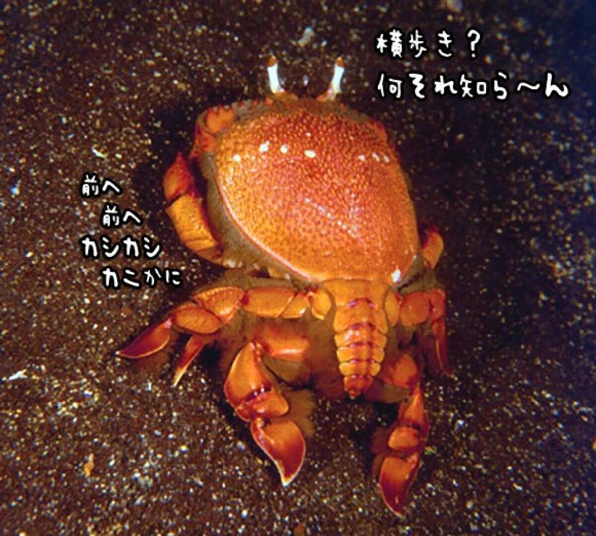 カニなのに横歩きできない 前へ前へとすたこら歩く愛すべき アサヒガニ 15年7月31日 エキサイトニュース