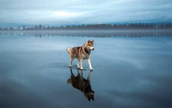 まるで水上散歩 凍った湖の上を歩く美しきシベリアンハスキー ロシア 15年8月7日 エキサイトニュース