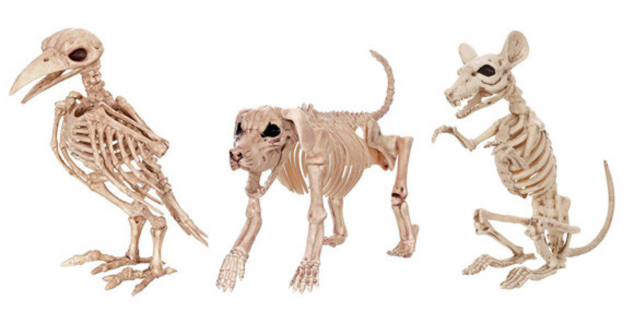何これ欲しい系 動物たちの骨格標本 15年8月日 エキサイトニュース