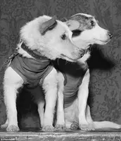 最初から片道切符だった 宇宙飛行に初めて行った犬 ライカにまつわる10の悲劇 17年1月日 エキサイトニュース