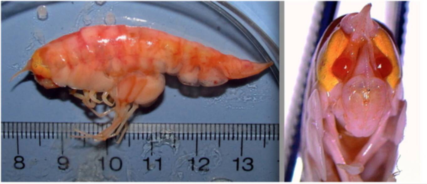 深海の境界線 水深8400メートルを境に魚がいなくなる その謎に迫る 15年9月17日 エキサイトニュース 2 3