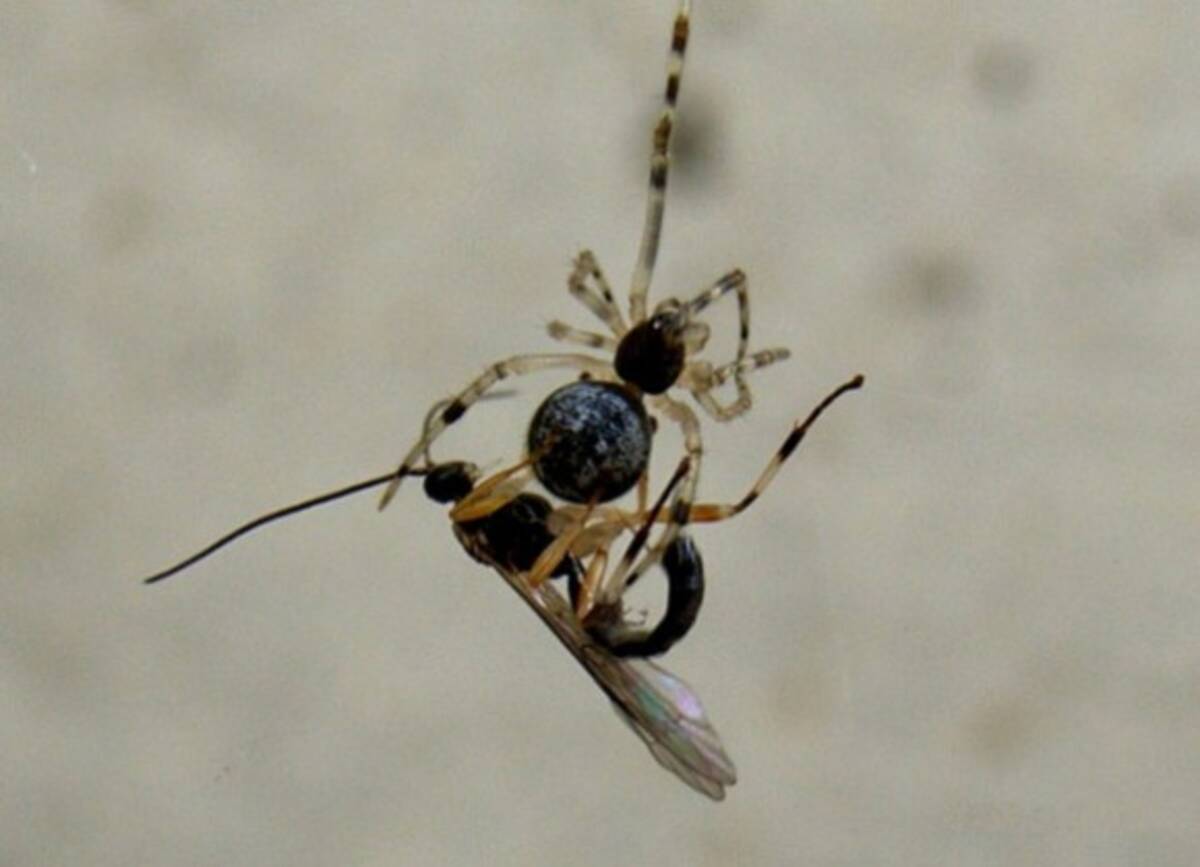 虫の世界は劇場よりドラマティック クモを利用する策士 クモヒメバチ 身近で起こる本当のエイリアンとプレデターの闘い 15年10月21日 エキサイトニュース