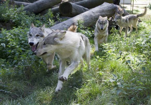 オオカミと人は共存できるのか オオカミの可能性を試す為に作られた世界最大のトレッドミル ルームランナー 15年11月3日 エキサイトニュース