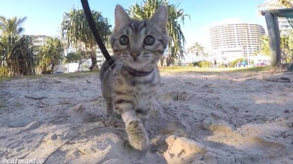 猫にリードを付けて散歩させる方法 15年11月12日 エキサイトニュース