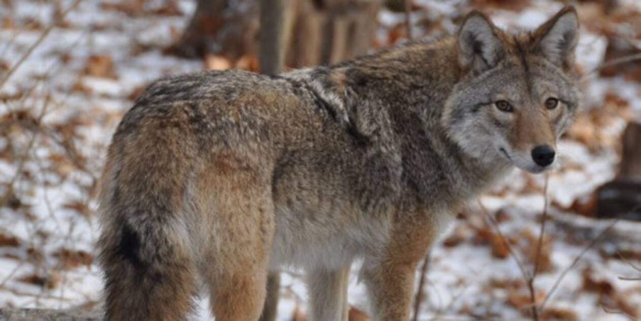個体数が減ったオオカミが子孫を残す相手として選んだのはコヨーテだった オオカミとコヨーテのハイブリッド種 コイウルフ 15年11月16日 エキサイトニュース