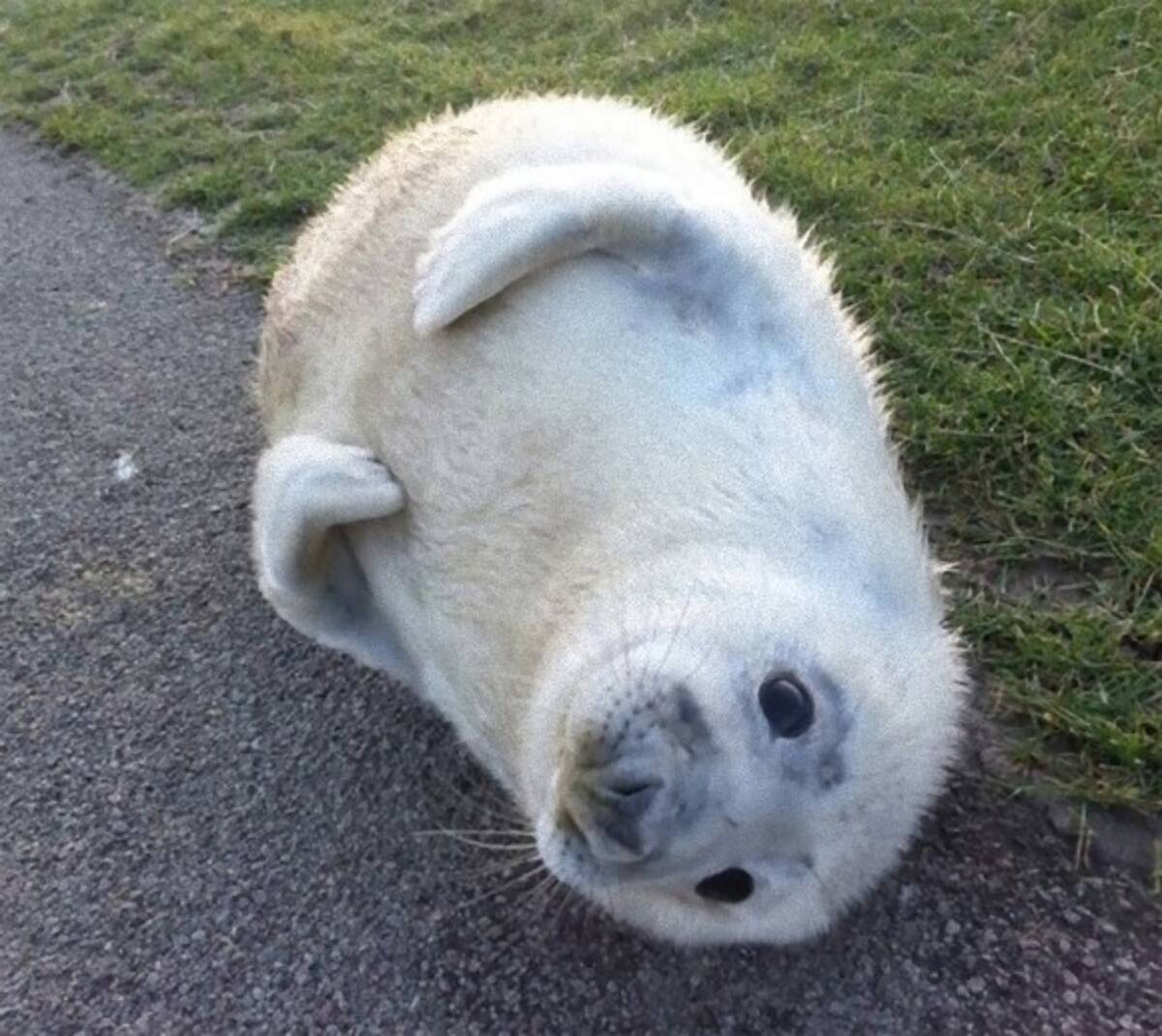 タテゴトアザラシ 赤ちゃん 涙