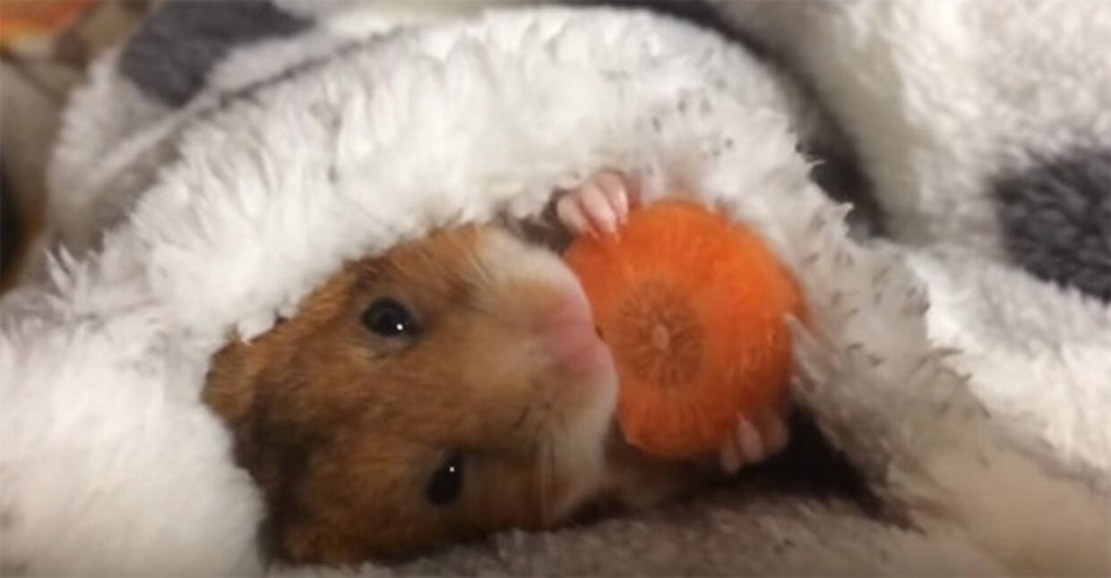 寝ながら食べてもニヤニヤできるのはハムスターだけ お布団にくるまってニンジンを食べるハムスター 15年12月2日 エキサイトニュース