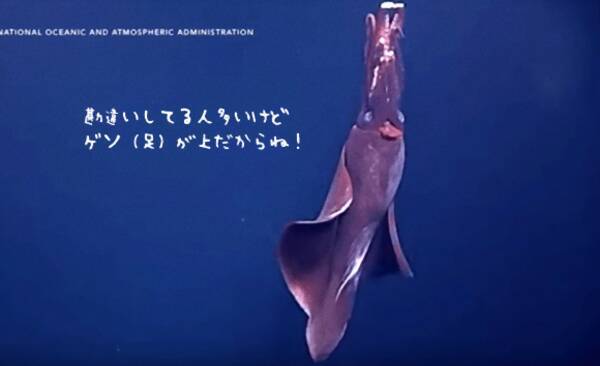 やっぱゲソは上だわ レア度が高い深海イカの泳いでいる姿が無人探査機によって撮影される 15年12月16日 エキサイトニュース