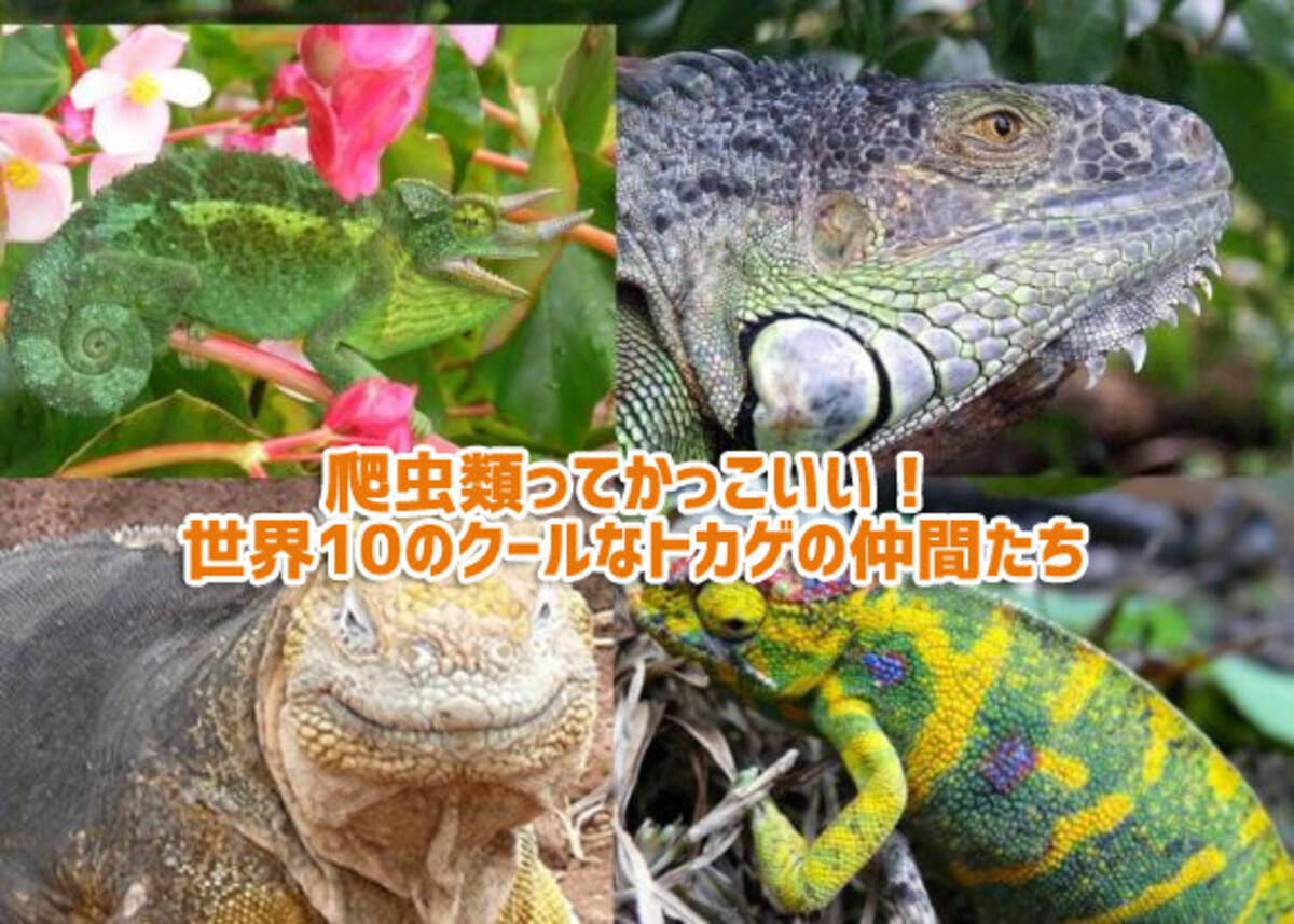 爬虫類好き専用 かっこ良いのにかわいい 愛くるしい世界10のトカゲ図鑑 16年1月16日 エキサイトニュース