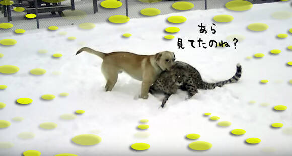 大型ネコ科も雪が好き 大親友の犬とキャッキャウフフするチーターのいる光景 16年2月15日 エキサイトニュース
