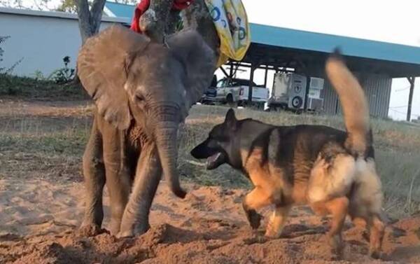 群れから見放され 孤児となった象の赤ちゃんを支えたのは 1匹の退役犬だった 南アフリカ 16年3月1日 エキサイトニュース
