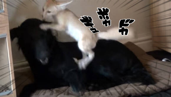 はいはい どうどうどう フェネックの超かまって攻撃を全身にうける辛抱づよい犬 16年3月3日 エキサイトニュース