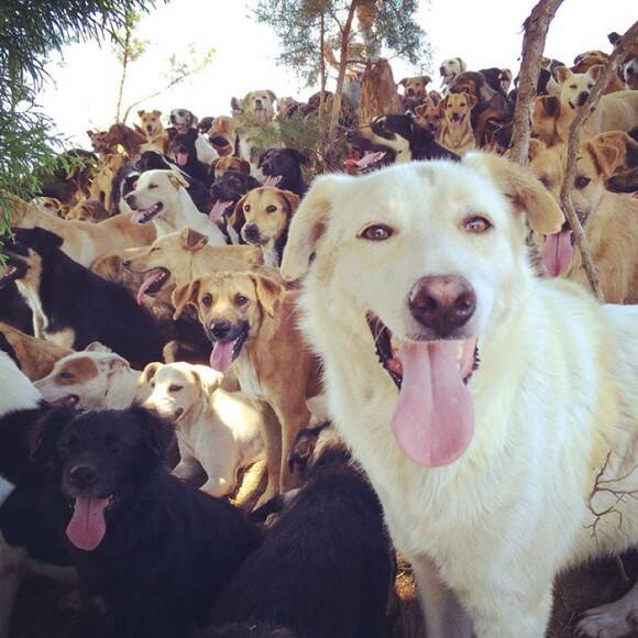 ここが犬の楽園か コスタリカの広大な大地で暮らす900匹以上の保護犬たち 16年4月10日 エキサイトニュース