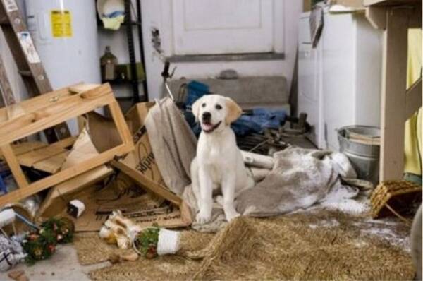 犬の留守番は4時間が限界 孤独に耐えられない犬は飼い主の居ない間に問題行動を起こす その対処法とは 16年4月14日 エキサイトニュース