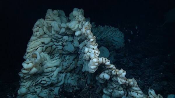 新種か これまでに見たこともない脳味噌のような外観をした巨大な深海生物が発見される ハワイ沖 16年6月2日 エキサイトニュース