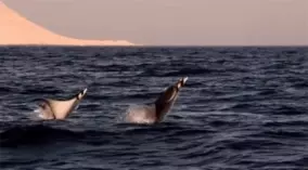 陸海空のあらゆる生物の中で最強の毒を持つとされる海の殺し屋 アンボイナガイの捕食シーンが凄すぎた 16年6月17日 エキサイトニュース