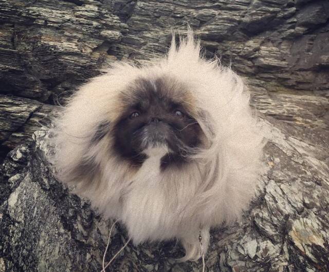 チューバッカを小型にして毛を増量した感のあるフサかわいい犬 ワンタンスープ 16年6月22日 エキサイトニュース