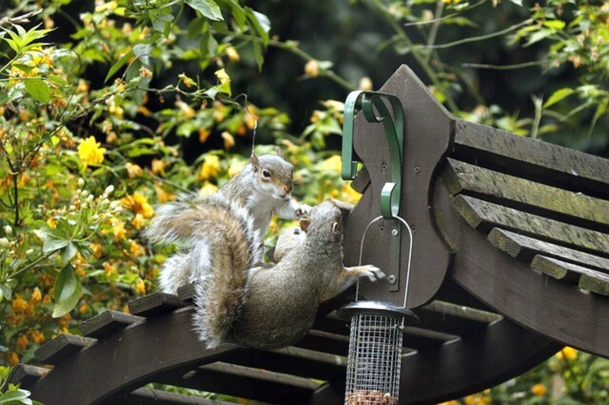 かわいいフリして実はやりおる 決して抱きしめてはいけない 実は危険な10の動物 16年7月5日 エキサイトニュース 2 5