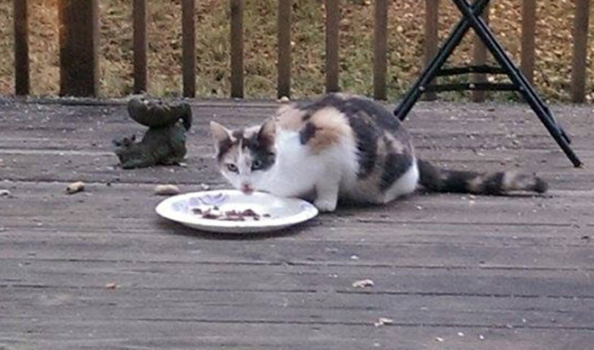 裏庭に現れた野良猫を家族として迎え入れることを決意 念願かなって仲良くなったら思わぬうれしいハプニング 16年8月日 エキサイトニュース