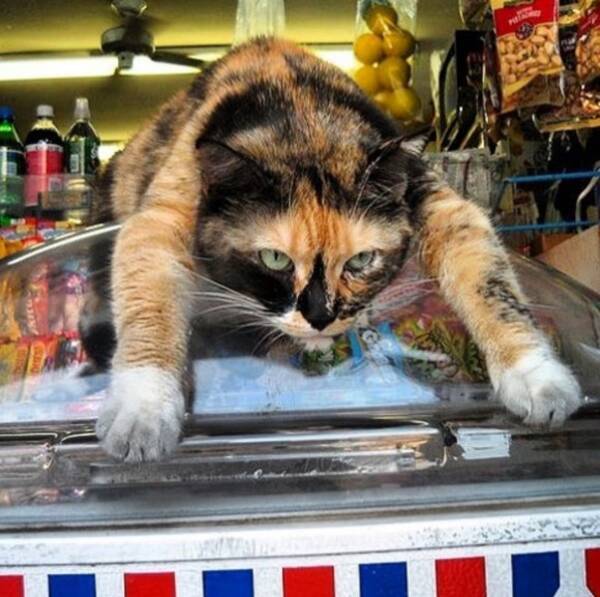 いたるところに猫トラップ 招き過ぎる猫盛りだくさん ニューヨークのコンビニ店 ボデガ へようこそ 16年8月6日 エキサイトニュース