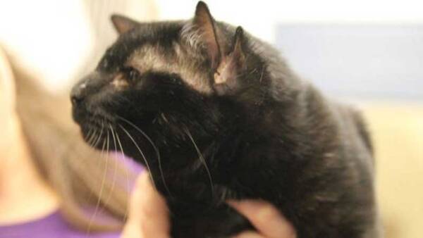 4つの耳を持つ猫 その特異さ故に黒猫ながらすぐに里親が決まる アメリカ 16年8月24日 エキサイトニュース