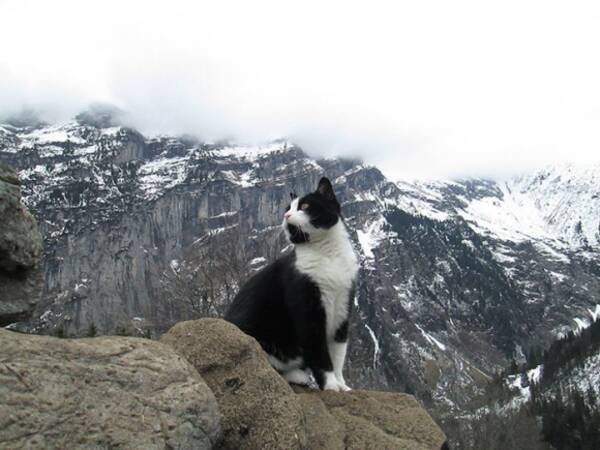 迷い人とニャ 私が案内いたしましょう 誰もいない街でさまよっていたハイキング客 猫に道案内される事案 スイス 16年9月3日 エキサイトニュース